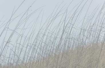 sea oats landscape
