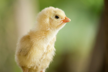 Baby  yellow chicken in a farm on green background