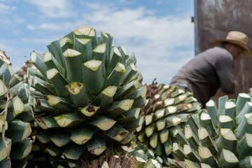 Fototapeta premium El campesino está al lado de grandes bolas de agave.