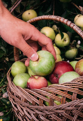 Farming and gardening. A human puts fresh-picked apples from an Apple tree in a straw wicker basket. Harvest at the end of summer during Apple spas.