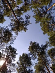 trees against blue sky
