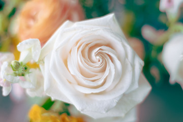 white rose close up