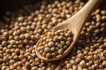 cilantro coriander spice seeds