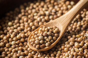 cilantro coriander spice seeds