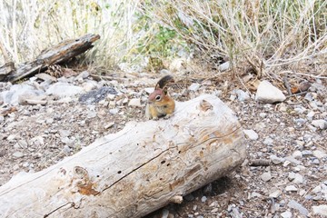 Chipmunk on tree trunk 1