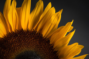 Sunflower close up against a black background
