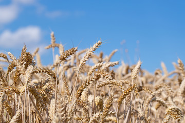 Fototapeta premium Weizenfeld zur Erntezeit