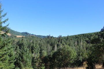 Fototapeta na wymiar Green Hills of Oregon