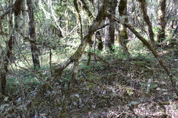 Moss hanging from the trees