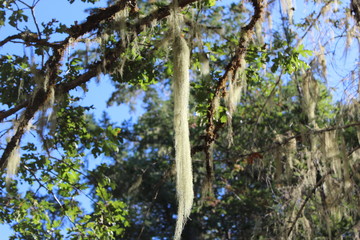 Moss hanging from the trees