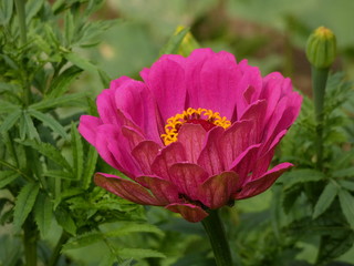 Pink zinnia -  flower head with purple ray florets and yellow disc
