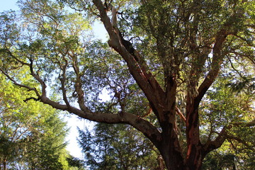 Writing trees
Trees in the forest