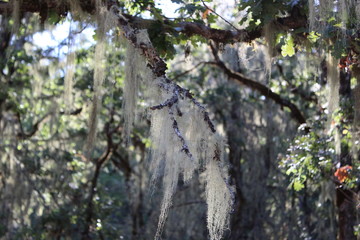 Furry trees, Moss on trees