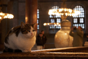 Cat on a wooden balustrade in Hagia Sophia, Istanbul, Turkey