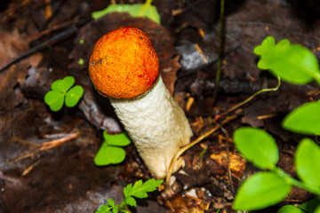 Porcini mushroom, sometimes called boletus, is one of the most delicious forest mushrooms. Mushroom picking. Autumn inspiration. Vegetarian diet food. Low depth of field. Background blurred