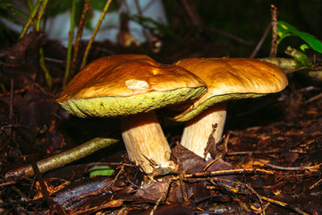 Porcini mushroom, sometimes called boletus, is one of the most delicious forest mushrooms. Mushroom...