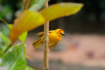 Yellow bird on tree branch 