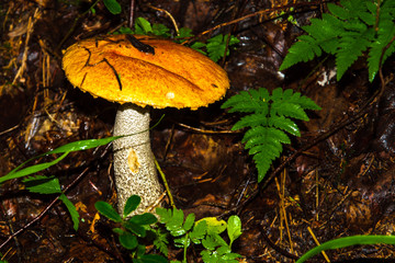 Porcini mushroom, sometimes called boletus, is one of the most delicious forest mushrooms. Mushroom picking. Autumn inspiration. Vegetarian diet food. Low depth of field. Background blurred