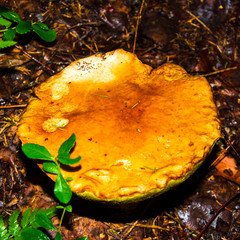 Porcini mushroom, sometimes called boletus, is one of the most delicious forest mushrooms. Mushroom picking. Autumn inspiration. Vegetarian diet food. Low depth of field. Background blurred