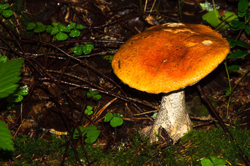 Porcini mushroom, sometimes called boletus, is one of the most delicious forest mushrooms. Mushroom picking. Autumn inspiration. Vegetarian diet food. Low depth of field. Background blurred