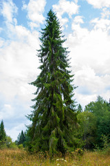 A huge spruce about 40 meters or 130 feet high against a blue sky with clouds. Northern forests, taiga. Healthy lifestyle. Lonely spruce