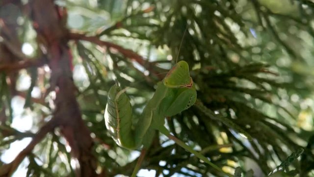 A praying mantis sits on a juniper branch. Insect predator.