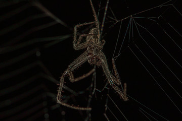 spider on black background