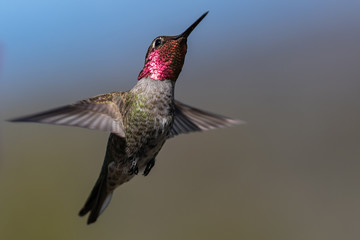 Hummingbird flying, flapping its wings in flight