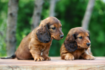 two red long haired dachshund puppies posing outdoors in summer