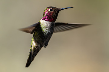 Obraz na płótnie Canvas Hummingbird flying, flapping its wings in flight