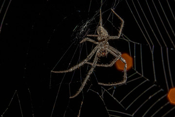 spider on black background