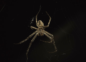 spider on black background