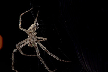 spider on black background