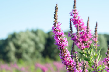Obraz premium Herbaceous medicinal plant with beautiful flowers of Lythrum salicaria. Ornamental plants for landscaping. Macro photography.