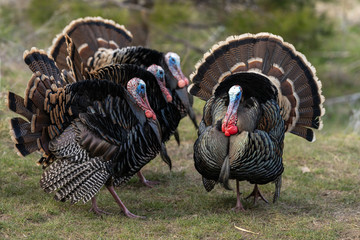 Wild tom turkeys strutting a mating dance with their tail feathers fanned out.
