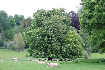 sheep country park