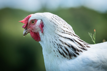 Beautiful hen in a green background
