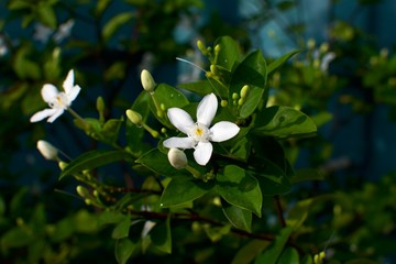 beautiful bud and blossom pinwheel flower, or crape jasmine or East India rosebay or Nero's crown with green leaves 
