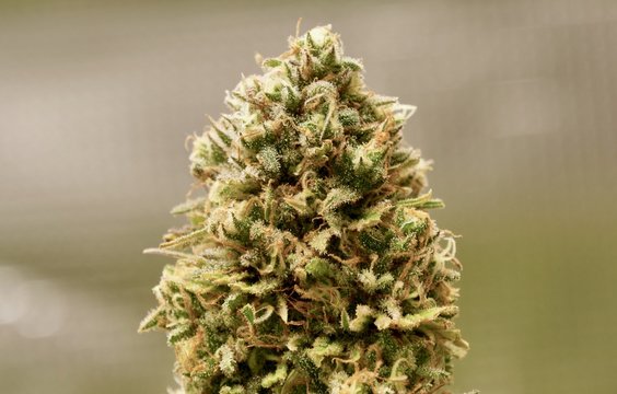 รูปภาพSinsemilla เลือกดูภาพถ่ายสต็อก เวกเตอร์ และวิดีโอ524 Adobe Stock