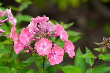 Pink garden Phlox. Flowering branch of pink phlox in the garden. Soft blurred selective focus, close up.