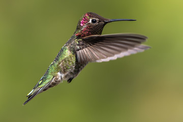 Fototapeta premium Hummingbird flying, flapping its wings in flight