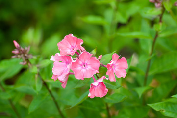 Obraz na płótnie Canvas Pink garden Phlox. Flowering branch of pink phlox in the garden. Soft blurred selective focus, close up.