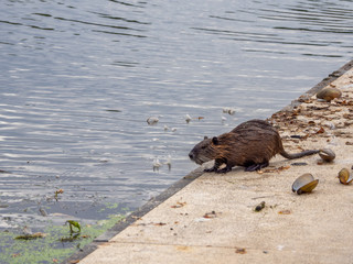  nutria collects mussels in a lake to open them on the shore