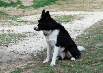 Black and white collie sitting on the grass