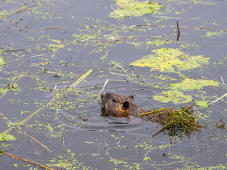  nutria swims through a lake in search of food