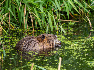  nutria swims through a lake in search of food