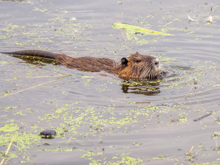  nutria swims through a lake in search of food