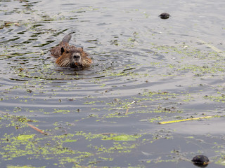  nutria swims through a lake in search of food