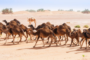Herd of camels in the Sahara / Herd of camels in the Sahara in the sandstorm, Morocco, Africa.