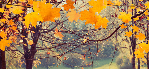 Beautiful Nature Autumn background